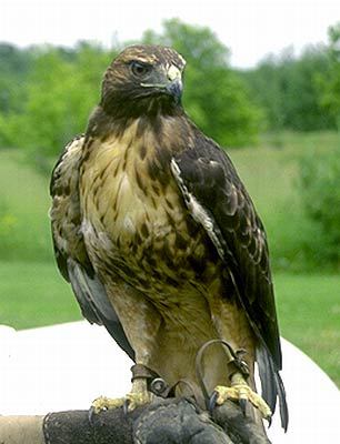 Falconiformes