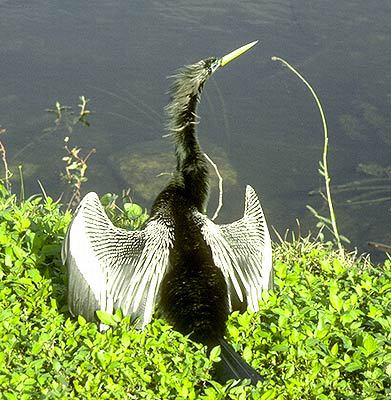 Anhinga anhinga