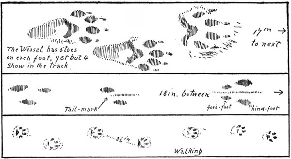 Gnathostomata