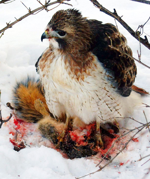 Buteo jamaicensis