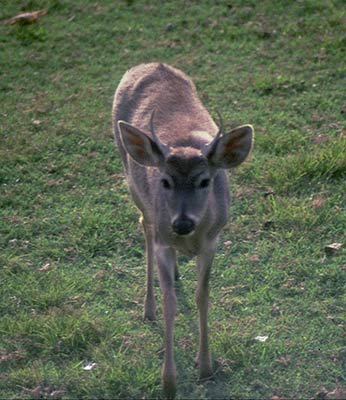 Odocoileus