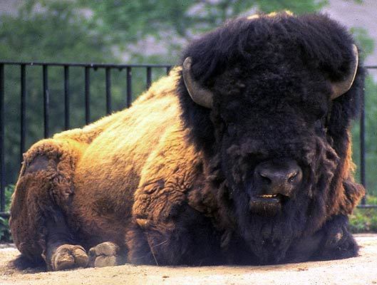 Bison bison