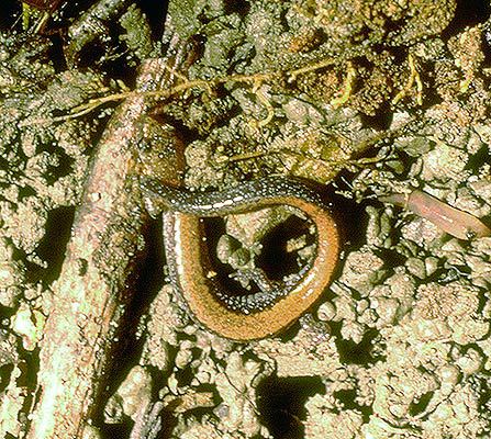 Plethodon cinereus