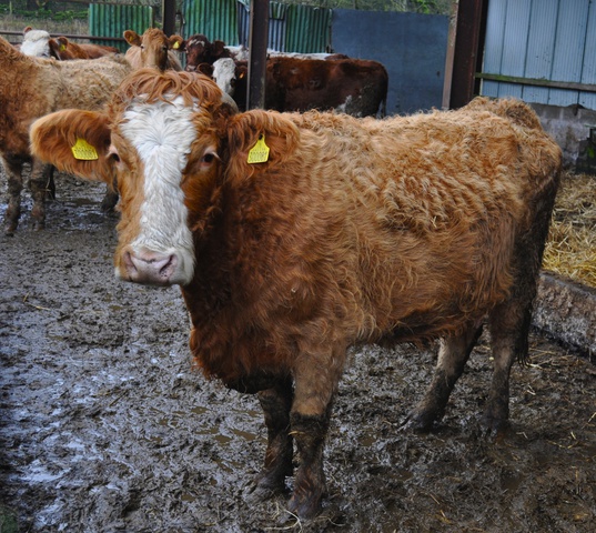 ADW: Bos taurus: INFORMATION