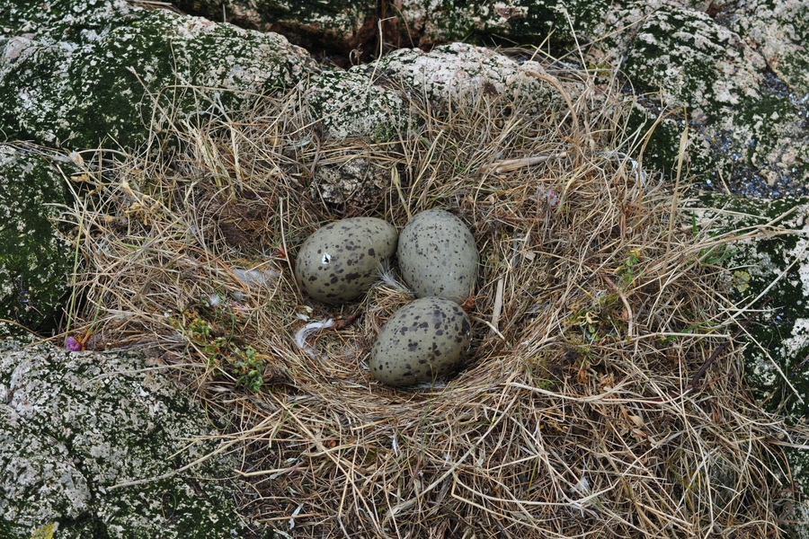 Laridae