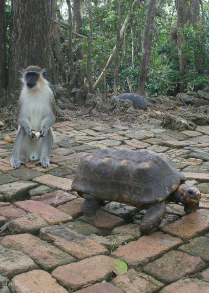 Cercopithecidae