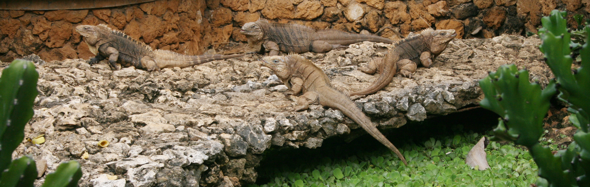 Cyclura nubila