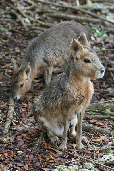 Vertebrata