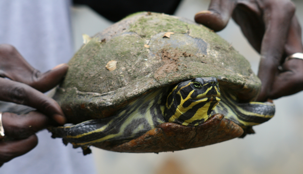 Trachemys scripta