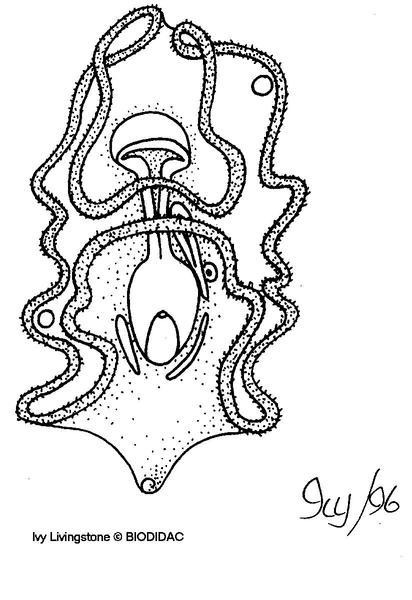 auricularia