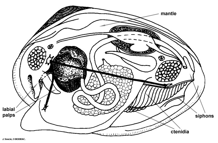 Mollusca