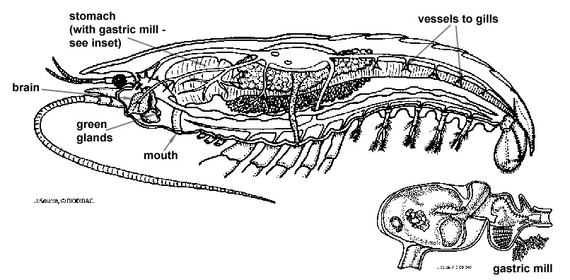 Crustacea