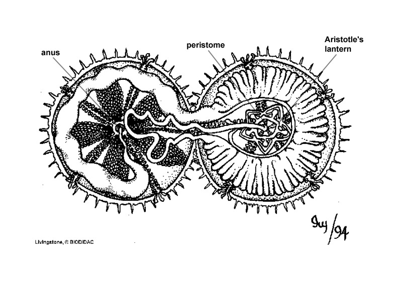 Deuterostomia