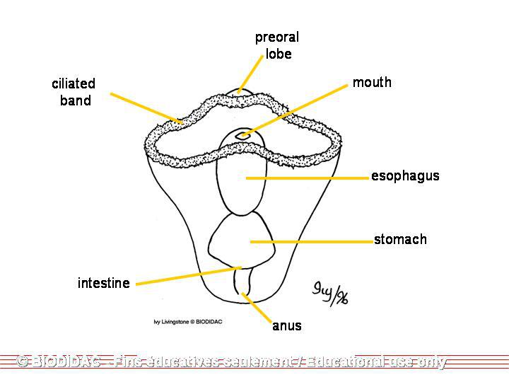 echinogenlarv