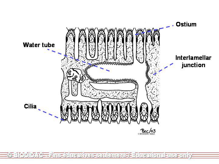 gill_section