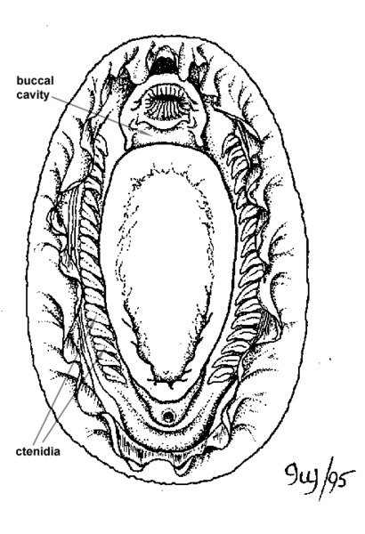 Eumetazoa