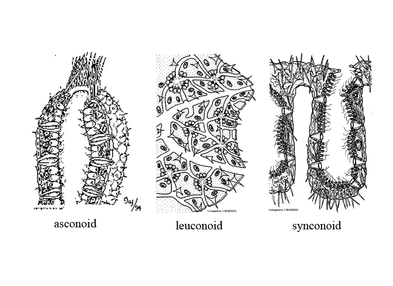 spongetypes