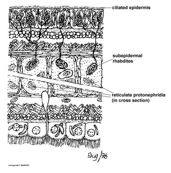 Eumetazoa