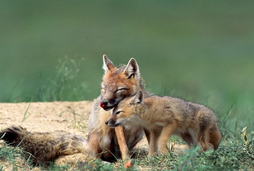 Vulpes velox