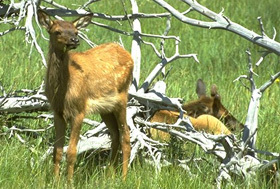 Cervus elaphus