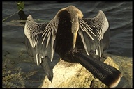 Anhinga