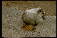 Marmota monax