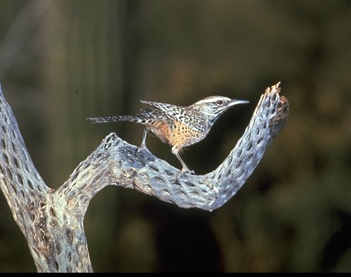 Campylorhynchus brunneicapillus