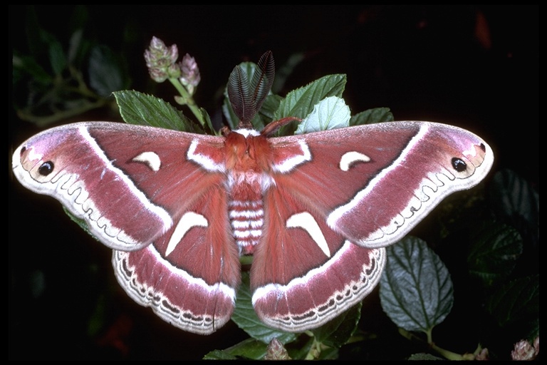 Saturniidae