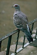 Columba