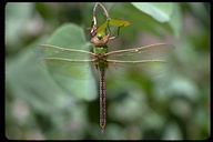 Anax junius