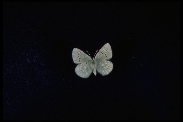 Lepidoptera