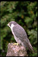 Falconinae