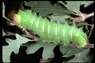 Bombycoidea