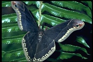 Saturniidae