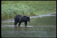 Ursus americanus