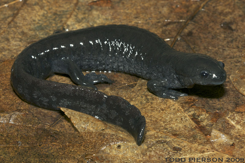 Lissamphibia