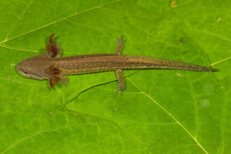 Ambystoma texanum