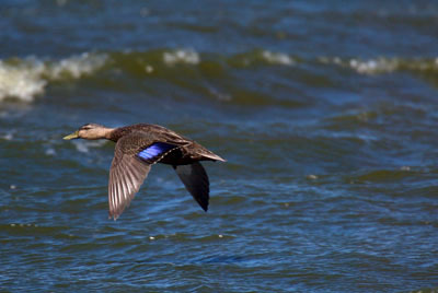 Anseriformes