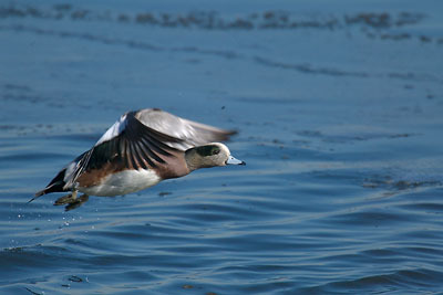 Anseriformes