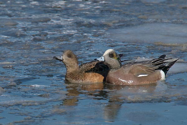 Anseriformes