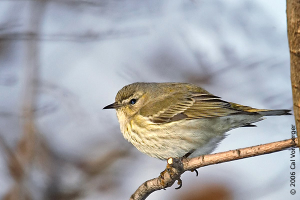 Passeriformes