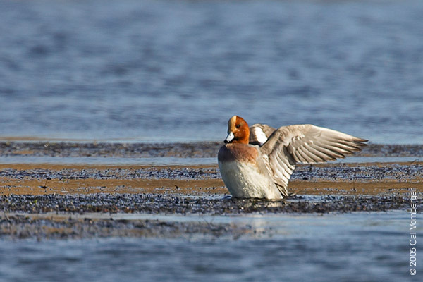 Eurasianwidgeon