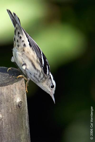 Passeriformes