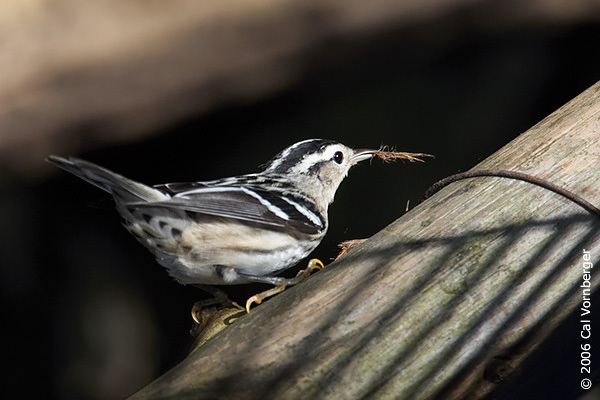 Parulidae