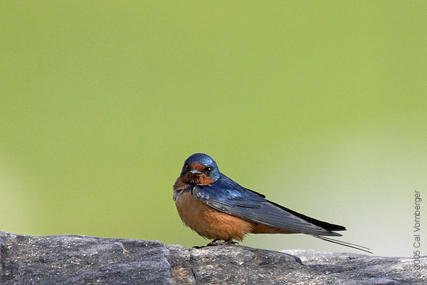 Hirundo rustica