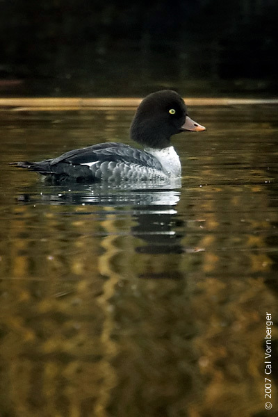 barrowsgoldeneye