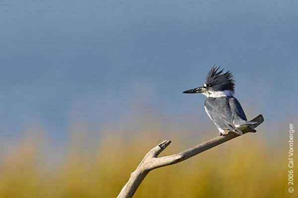 Belted kingfisher • Megaceryle alcyon - Biodiversity of the Central Coast