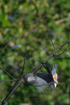 Megaceryle alcyon