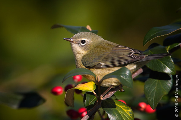 Passeriformes