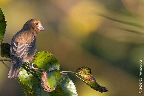 Passeriformes